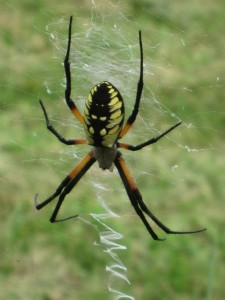 Female Black and Yellow Garden Spider (top of torso)